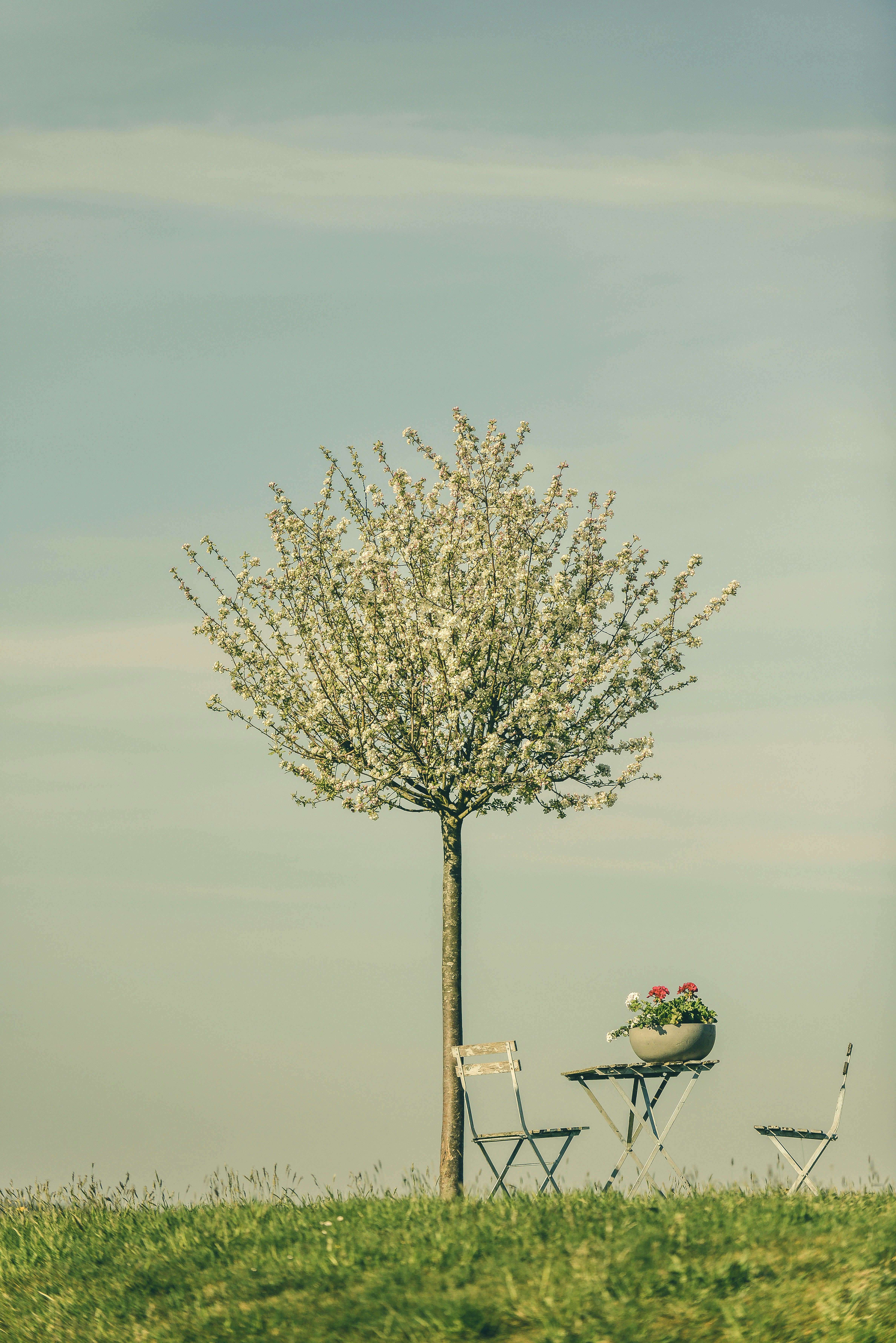 leafless tree near body of water